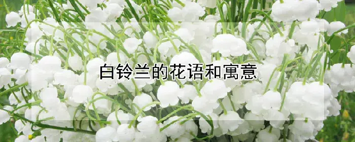 白铃兰的花语和寓意