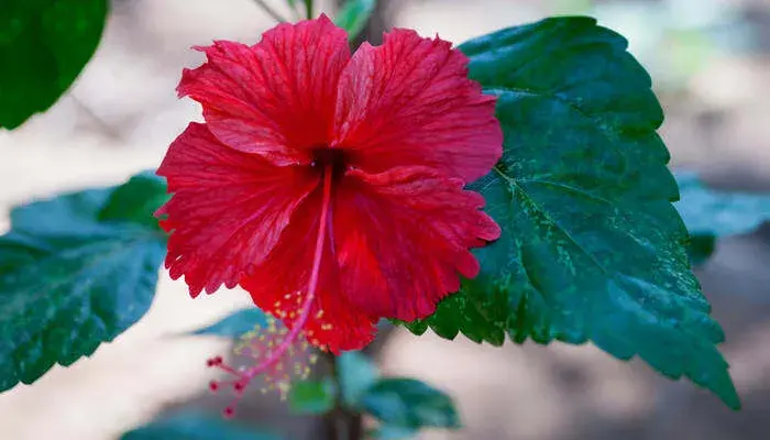 芙蓉花语 芙蓉花有几种颜色