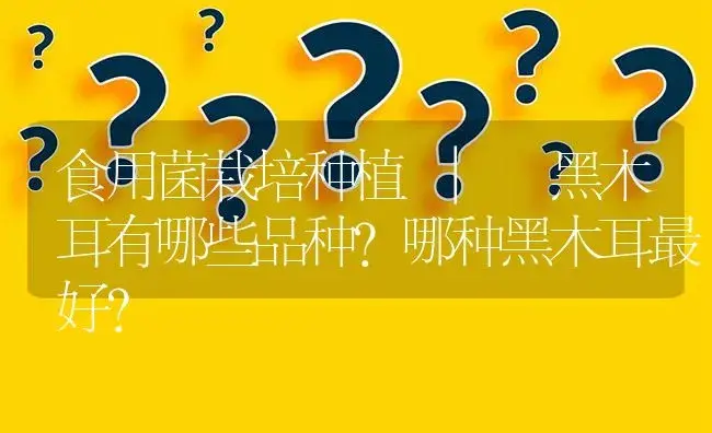 黑木耳有哪些品种？哪种黑木耳最好？ | 菌菇种植