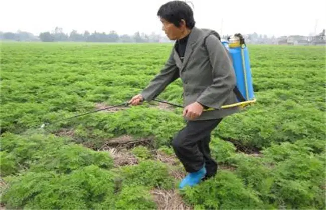 川芎的栽培技术