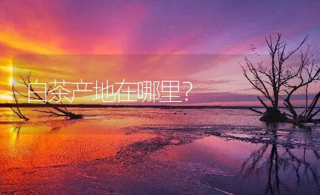 白茶产地在哪里？ | 农作物种植