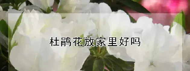 杜鹃花放家里好吗