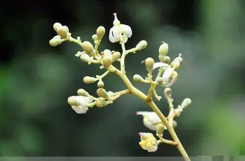 “栽下梧桐树，自有凤凰来”的梧桐花你知道它的花语吗