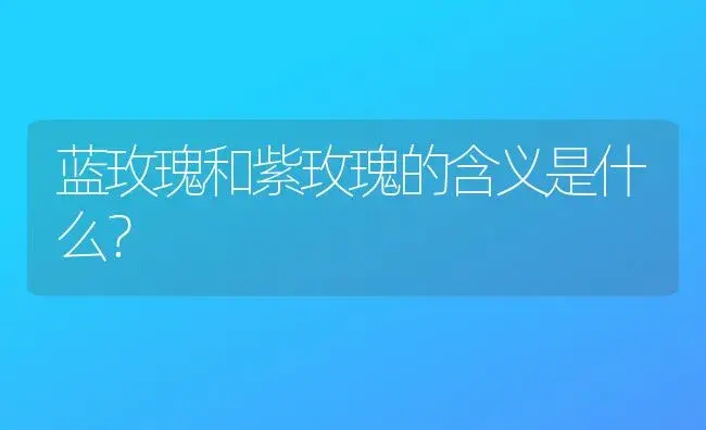 蓝玫瑰和紫玫瑰的含义是什么？ | 绿植常识