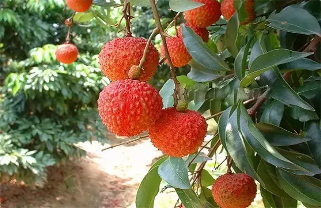 怎样给荔枝施肥