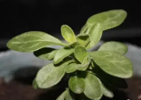 盆栽修剪 | 盆栽打顶摘心的方法
