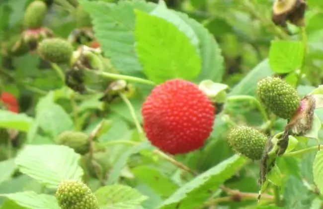 空心泡的果能够吃吗？