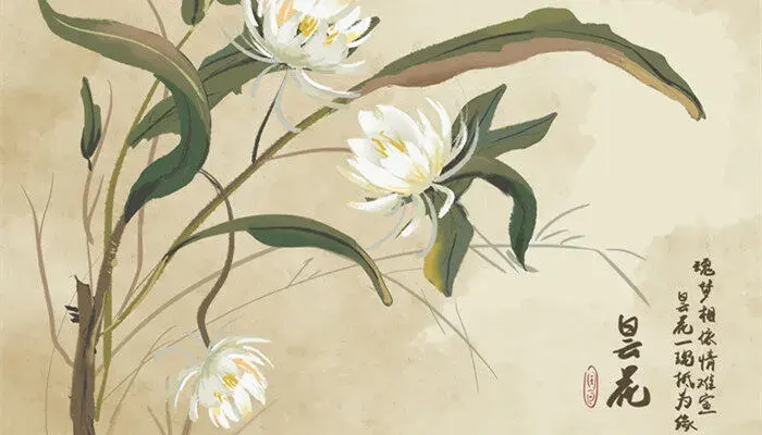 昙花的花语 昙花的花语是什么 昙花的含义