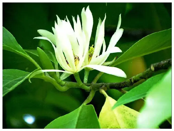 白兰花的花语是什么  赠送白兰花代表什么意思有何作用