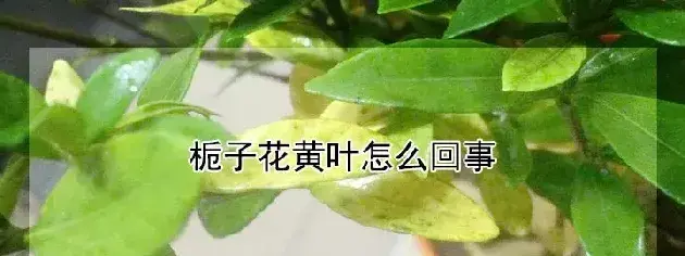 栀子花黄叶怎么回事