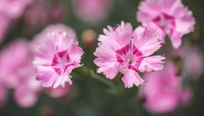 石竹花花语 石竹花代表了什么