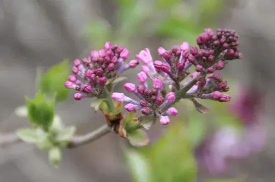 丁香的花语与寓意是什么