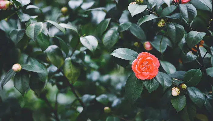 茶花的花语和寓意 茶花的花语和寓意是什么