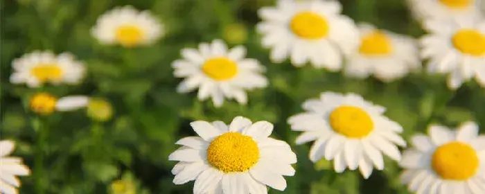 小雏菊颜色不同花语 小雏菊花的花语是什么