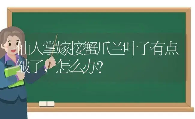 仙人掌嫁接蟹爪兰叶子有点皱了,怎么办？ | 多肉养殖