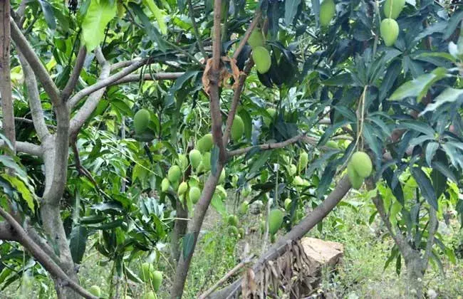 芒果栽培的小心事项