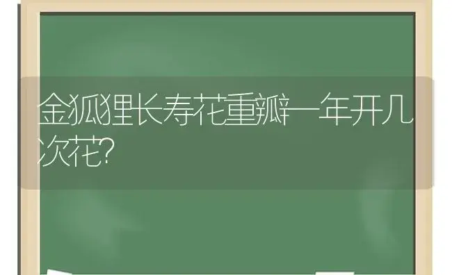 金狐狸长寿花重瓣一年开几次花？ | 多肉养殖