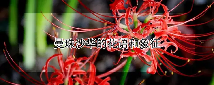 曼珠沙华的花语和象征