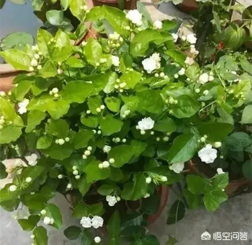 茉莉花喜欢什么生活环境？