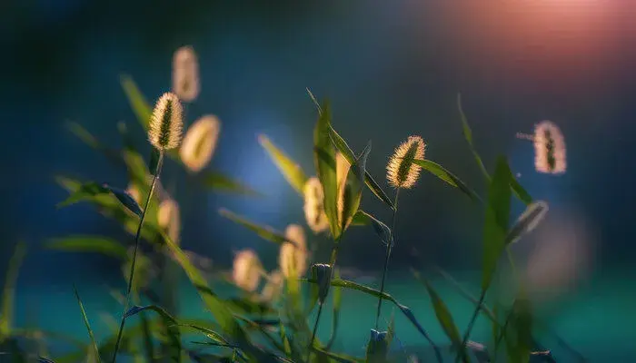 狗尾巴草的花语是什么 狗尾巴草的花语是什么呢