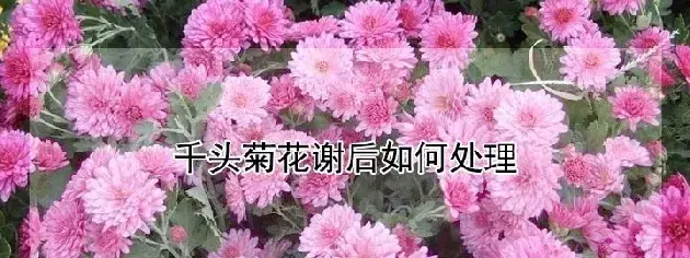 千头菊花谢后如何处理