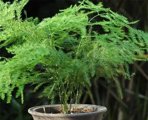 文竹开花时间和图片 文竹的花语寓意