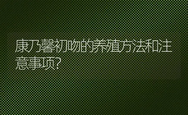 康乃馨初吻的养殖方法和注意事项？ | 绿植常识