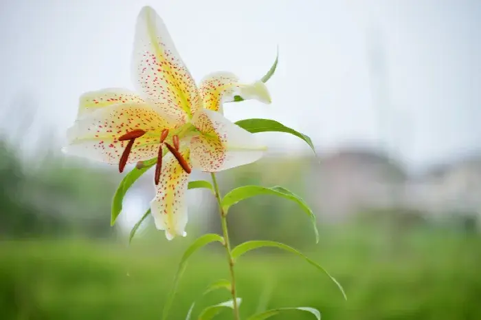 百合花语，深深的祝福，百年好合