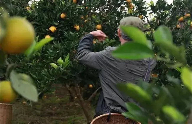 橙子的栽培堤防事项