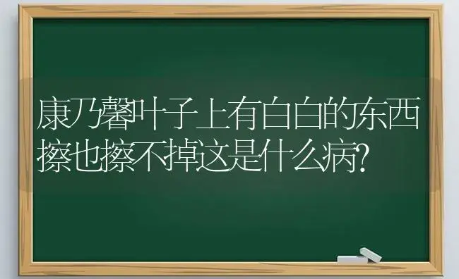 康乃馨叶子上有白白的东西擦也擦不掉这是什么病？ | 绿植常识