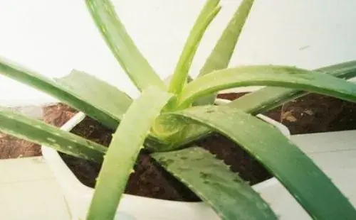 盆景养护管理 | 芦荟什么时候可以换盆 怎么换盆（图解）