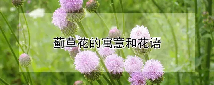 蓟草花的寓意和花语