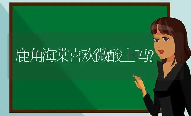 鹿角海棠喜欢微酸土吗？ | 多肉养殖