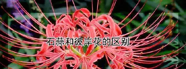 石蒜和彼岸花的区别