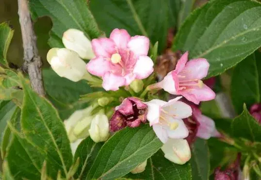 海仙花的花语是什么，海仙花的传说故事/活泼、自由