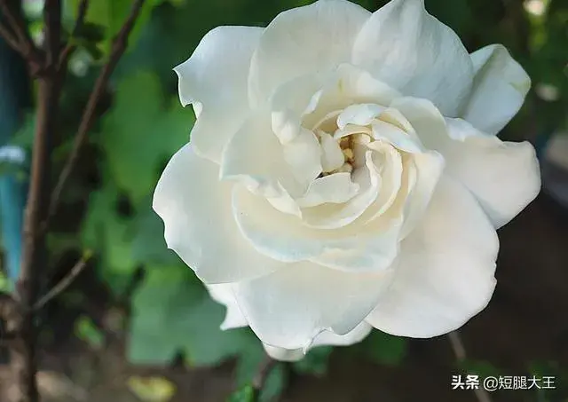 枙子花的养护技巧？