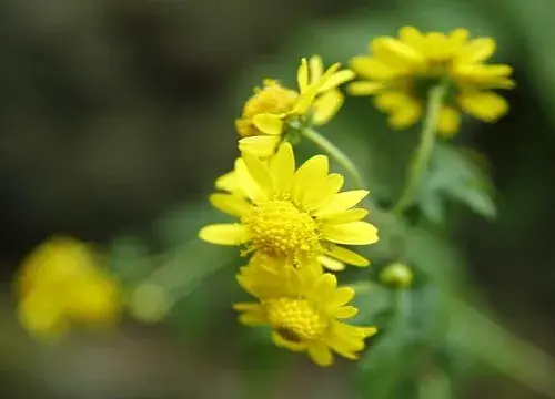 野菊花花语代表什么意思？