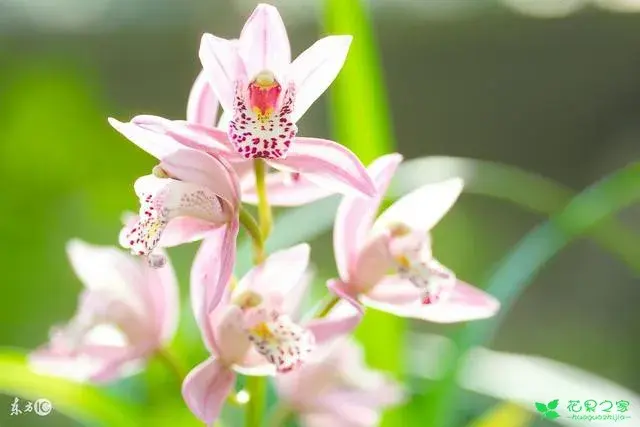 男生送你这两种花，这两种花的花语有哪些？