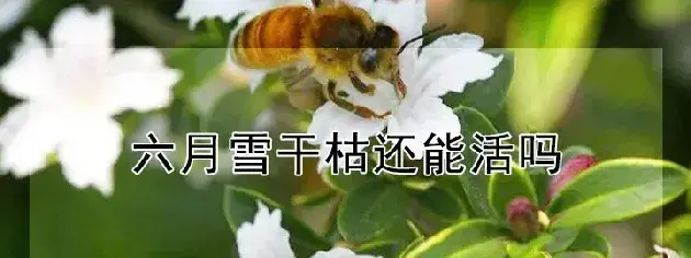 六月雪干枯还能活吗