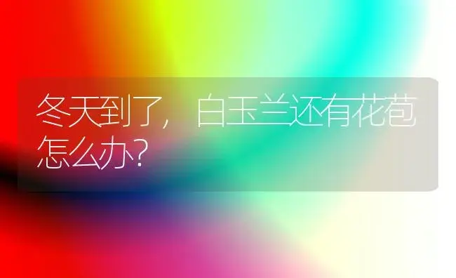 冬天到了,白玉兰还有花苞怎么办？ | 绿植常识