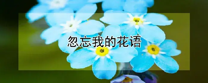 忽忘我的花语