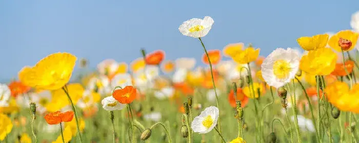 虞美人花语是什么 虞美人花语是什么意思