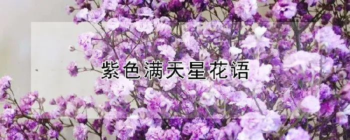 紫色满天星花语