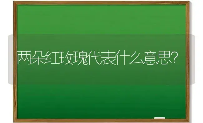 两朵红玫瑰代表什么意思？ | 绿植常识