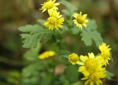 野菊花花语代表什么意思？