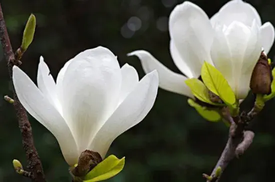 玉兰花花语和寓意