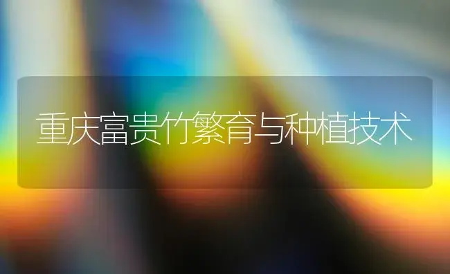 重庆富贵竹繁育与种植技术 | 家庭养花