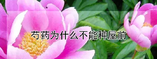 芍药为什么不能种屋前