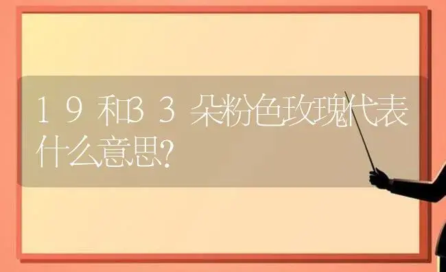 19和33朵粉色玫瑰代表什么意思？ | 绿植常识