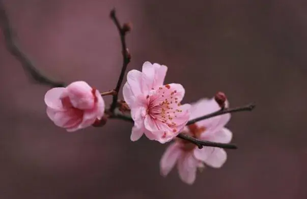 粉色梅花花语是什么，坚强高雅独立和忠贞_花语大全